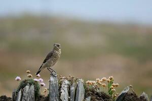 Roche pipit, anthus pétrosus, repos sur une pierre mur près tampons photo