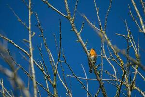 Robin perché dans une arbre sur une ensoleillé l'automne journée contre une vif bleu ciel photo