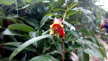 Grenade fleurs et vert feuilles photo