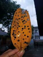 Jaune goyave feuilles avec beaucoup de des trous dans une très esthétique style photo