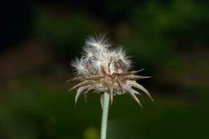 flétri Lait chardon resp.silybum Marianum, Rhénanie, Allemagne photo