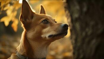 mignonne chiot séance dans herbe, à la recherche à le l'automne le coucher du soleil généré par ai photo