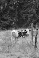 le autrichien Alpes près gosau photo