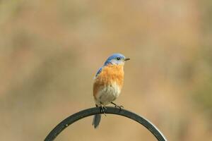 cette jolie oiseau bleu venu en dehors à le bergers crochet à repos. le peu aviaire Sam sur le métal pôle pour une bit. le sien rouillé Orange ventre avec une blanc pièce des stands en dehors de le sien bleu tête et foncé yeux. photo