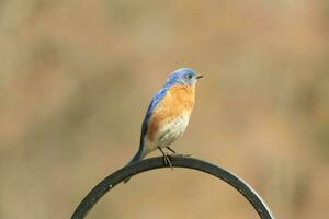 cette jolie oiseau bleu venu en dehors à le bergers crochet à repos. le peu aviaire Sam sur le métal pôle pour une bit. le sien rouillé Orange ventre avec une blanc pièce des stands en dehors de le sien bleu tête et foncé yeux. photo