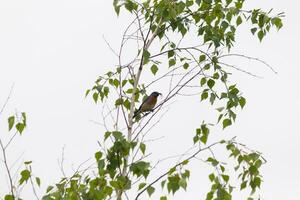 cette peu oiseau bleu est assis perché dans le branche de cette arbre. il est entouré par vert feuilles et est tenter à mélange dans. le magnifique bleu corps avec rouillé Orange ventre des stands dehors. photo