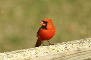 cette magnifique rouge cardinal venu en dehors à le marron en bois balustrade de le plate-forme pour aliments. le sien peu mohawk poussé vers le bas avec le sien noir masque. cette peu aviaire est entouré par graines pour oiseaux. photo