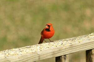 cette magnifique rouge cardinal venu en dehors à le marron en bois balustrade de le plate-forme pour aliments. le sien peu mohawk poussé vers le bas avec le sien noir masque. cette peu aviaire est entouré par graines pour oiseaux. photo