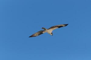 cette magnifique balbuzard oiseau a été en volant dans le clair bleu ciel lorsque cette image a été pris. aussi connu comme une poisson faucon, cette rapace regards autour le l'eau pour nourriture à bondir sur. photo