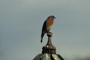 mignonne peu oiseau bleu venu en dehors à visite le en bois mangeoire pour les oiseaux. le sien rouillé Orange ventre avec une blanc pièce des stands en dehors de le sien bleu diriger. le sien foncé yeux Regardez à travers le façon. cette peu aviaire est posant. photo