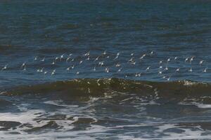 magnifique sanderling oiseaux de rivage pris dans vol lorsque je a pris le photo. je l'amour le Regardez de leur ailes et Comment elles ou ils sembler à avoir noir et blanc traces. cette troupeau semblait à bâton ensemble. photo