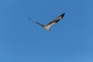 cette magnifique balbuzard oiseau a été en volant dans le clair bleu ciel lorsque cette image a été pris. aussi connu comme une poisson faucon, cette rapace regards autour le l'eau pour nourriture à bondir sur. photo