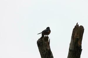 cette baltimore loriot est perché sur cette en bois Publier dans le champ. le sien magnifique noir, orange, et blanc corps permanent en dehors contre le blanc Contexte. cette est une migratoire oiseau. photo