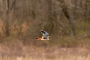 crécerelle en volant à travers une champ. cette oiseau, aussi connu comme une moineau faucon est le le plus petit faucon. le jolie Orange et bleu de le plumage des stands en dehors parmi le marron feuillage représentant le tomber saison. photo