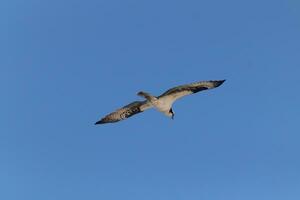 cette magnifique balbuzard oiseau a été en volant dans le clair bleu ciel lorsque cette image a été pris. aussi connu comme une poisson faucon, cette rapace regards autour le l'eau pour nourriture à bondir sur. photo