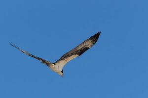 cette magnifique balbuzard oiseau a été en volant dans le clair bleu ciel lorsque cette image a été pris. aussi connu comme une poisson faucon, cette rapace regards autour le l'eau pour nourriture à bondir sur. photo