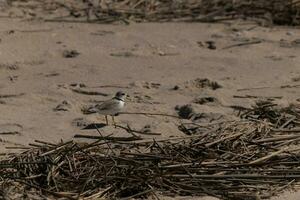 cette mignonne peu tuyauterie pluvier a été vu ici sur le plage lorsque je a pris cette photo. cette oiseau de rivage est donc minuscule et recherches le plage pour nourriture lavé en haut par le le surf. je l'amour le bague autour le sien cou. photo