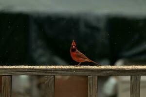 cette magnifique Masculin cardinal venu en dehors à le balustrade de le plate-forme pour certains graines pour oiseaux. le jolie oiseau id une brillant rouge Couleur et presque rappelle vous de Noël. le peu noir masque des stands dehors. photo
