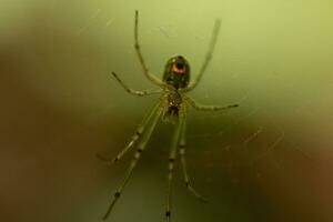 verger araignée vu pendaison dans sa la toile. le rouge point sur sa corps des stands en dehors de le vert. le arachnides longue jambes Regardez translucide comme elle détient sur le soie brins, attendre pour proie. photo