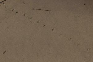 je aimé ces des pistes de empreintes dans le sable. ces sont le trace de pas cette une oiseau de rivage a pris à travers le plage. leur peu pieds fabrication une chemin dans le le sable à spectacle le direction elles ou ils sont en allant. photo