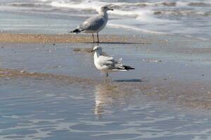 ces magnifique mouettes Sam ici sur le plage comme je a pris leur photo. je l'amour le réflexion dans le l'eau. leur jolie gris et blanc plumes et leur longue becs. photo