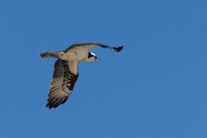 cette magnifique balbuzard oiseau a été en volant dans le clair bleu ciel lorsque cette image a été pris. aussi connu comme une poisson faucon, cette rapace regards autour le l'eau pour nourriture à bondir sur. photo