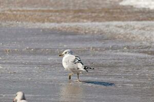 cette grand mouette est permanent à le plage autour le l'eau dans chercher de aliments. le gris, blanc, et noir plumes de cette oiseau de rivage supporter en dehors de le marron le sable et océan l'eau. photo