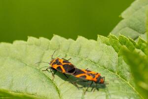 ces insectes sont appelé faux asclépiade insectes. elles ou ils sont une type de la graine insectes. le rouge et noir Couleur sur le exosquelette vraiment des stands en dehors contre le feuille. ces sembler à être engagé dans une accouplement rituel. photo