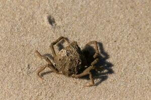 cette mignonne peu araignée Crabe a été lavé en haut sur le plage lorsque je a pris le photo. morceaux de le sable coincé sur le sien corps. une peu bit de débris coincé sur le sien diriger. cette créature a été la gauche échoué par le le surf. photo