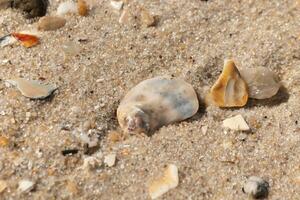 je aimé le Regardez de ces cassé coquillages sur le plage avec le minuscule des pierres. elles ou ils cassé une part de le rugueux le surf coups leur à le sable. le brillant Regardez de leur est de encore étant humide. photo