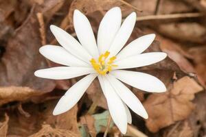 cette racine de sang fleurs sauvages est assis parmi le marron feuilles dans le les bois. le longue blanc pétales élongation en dehors de le Jaune centre. cette fleur est une jolie pièce de Couleur cette des stands dehors. photo