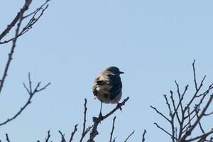 cette mignonne peu oiseau moqueur Sam posant dans le arbre lorsque je a pris le photo. le branches il Sam dans fait ne pas avoir tout feuilles à cacher lui. le hiver saison est juste fin et printemps est en arrivant. photo