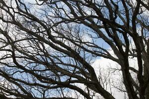 nu branches de une arbre atteindre dehors. le longue membres sont sans pour autant feuilles dû à le tomber saison. à la recherche comme tentacules ou une squelettique structure. le bleu ciel pouvez être vu dans le retour avec blanc des nuages. photo