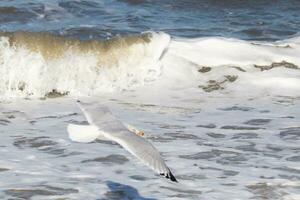 cette mouette dans cette image est planant à travers le l'eau dans chercher de aliments. le grand ailes sont propager donc il pouvez planer le long de le baie brise. le jolie blanc, gris, et noir plumes supporter dehors. photo