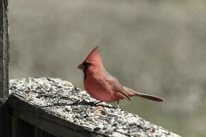 cette magnifique rouge cardinal venu en dehors à le marron en bois balustrade de le plate-forme pour aliments. le sien magnifique mohawk permanent tout droit en haut avec le sien noir masque. cette peu aviaire est entouré par graines pour oiseaux. photo