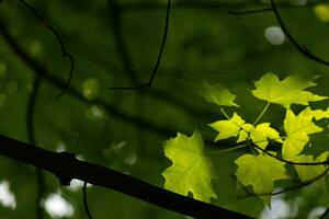 ces sont le feuilles de le sucre érable, lequel étaient pendaison dans le forêt. le lumière du soleil reflétant de presque fait du leur Regardez comme elles ou ils sont embrasé. le plis dans le feuille sont réellement veines. photo