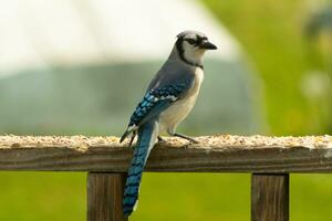 cette bleu geai oiseau a été frappant une pose comme je a pris cette photo. il venu en dehors sur le en bois balustrade de le plate-forme pour certains graines pour oiseaux. je l'amour le couleurs de ces des oiseaux avec le bleu, noir, et blanche. photo