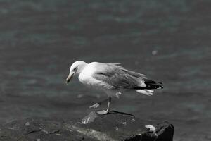 cette majestueux à la recherche à bec cerclé mouette a été permanent sur le jetée à le temps je Regardez cette photo. cette oiseau de rivage est quoi vous visualiser lorsque Aller à le plage. le jolie gris et blanc plumes. photo