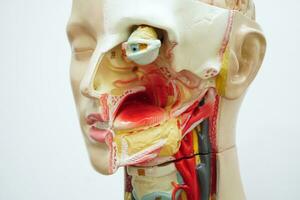 Humain corps anatomie organe modèle avec bouche, langue, gorge et œil dans tête pour étude éducation médical cours. photo