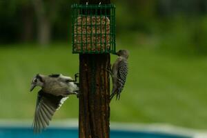 deux des oiseaux en dehors ensemble pour certains aliments. ces aviaires venu pour certains graisse de rognon sur le poste. le bleu geai a le sien aile tendu avoir prêt pour vol. le à ventre rouge Pivert est accroché à le poste. photo