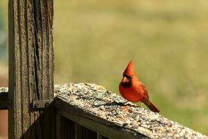 cette magnifique rouge cardinal venu en dehors à le marron en bois balustrade de le plate-forme pour aliments. le sien magnifique mohawk permanent tout droit en haut avec le sien noir masque. cette peu aviaire est entouré par graines pour oiseaux. photo