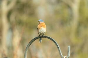 cette jolie oiseau bleu venu en dehors à le bergers crochet à repos. le peu aviaire Sam sur le métal pôle pour une bit. le sien rouillé Orange ventre avec une blanc pièce des stands en dehors de le sien bleu tête et foncé yeux. photo