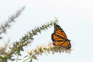 cette magnifique monarque papillon est visite cette fleurs sauvages à collecte nectar. le sien peu jambes accroché à le pétales et portion à féconder. le sien jolie orange, noir, et blanc ailes orienté vers dehors. photo