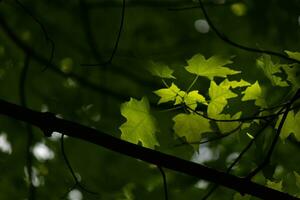 ces sont le feuilles de le sucre érable, lequel étaient pendaison dans le forêt. le lumière du soleil reflétant de presque fait du leur Regardez comme elles ou ils sont embrasé. le plis dans le feuille sont réellement veines. photo