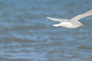 cette mouette dans cette image est planant à travers le l'eau dans chercher de aliments. le grand ailes sont propager donc il pouvez planer le long de le baie brise. le jolie blanc, gris, et noir plumes supporter dehors. photo