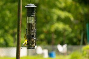 je l'amour le Regardez de ces chardonnerets sur cette mangeoire pour les oiseaux. le vivement coloré des oiseaux vraiment l'amour à viens en dehors à avoir certains noir pétrole tournesol graine. je l'amour le Jaune et noir plumes. photo