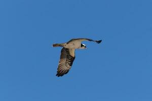 cette magnifique balbuzard oiseau a été en volant dans le clair bleu ciel lorsque cette image a été pris. aussi connu comme une poisson faucon, cette rapace regards autour le l'eau pour nourriture à bondir sur. photo