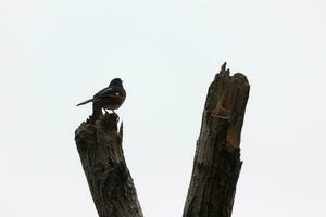 cette baltimore loriot est perché sur cette en bois Publier dans le champ. le sien magnifique noir, orange, et blanc corps permanent en dehors contre le blanc Contexte. cette est une migratoire oiseau. photo