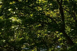 cette magnifique canopée de vert est à le Haut de le forêt. le lumière nous juste gérant à viens dans, fabrication certains zones Regardez à briller. le marron les troncs et branches pouvez être vu. photo