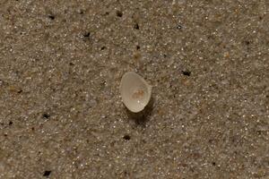 cette magnifique palourde coquille a été à l'envers vers le bas sur le plage lorsque je outil le photo. le peu bit de le sable allonger dans il. je aimé le Regardez de le le sable et minuscule galets cette entouré il et le texture. photo